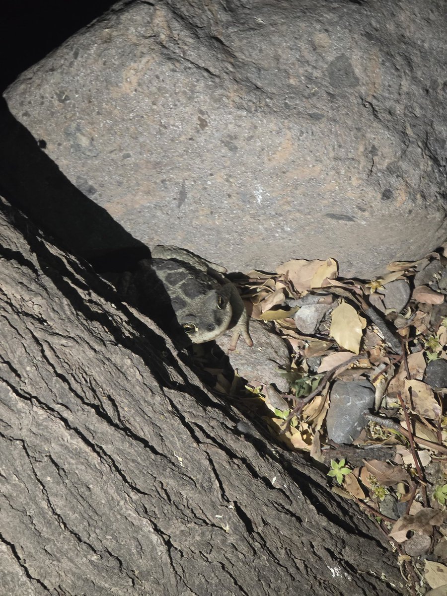 CataDeLosCerros🏔 tweet media