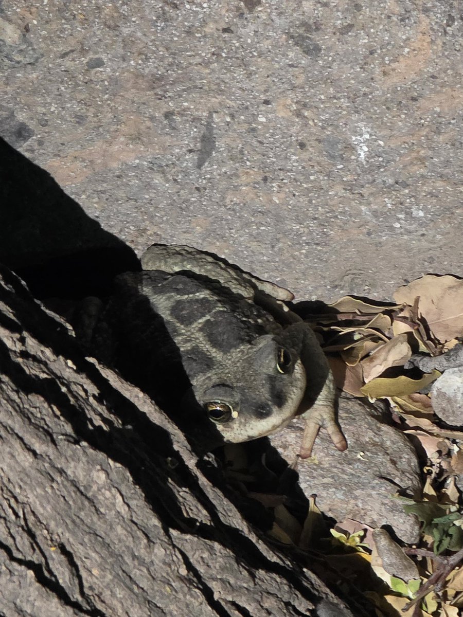 CataDeLosCerros🏔 tweet media