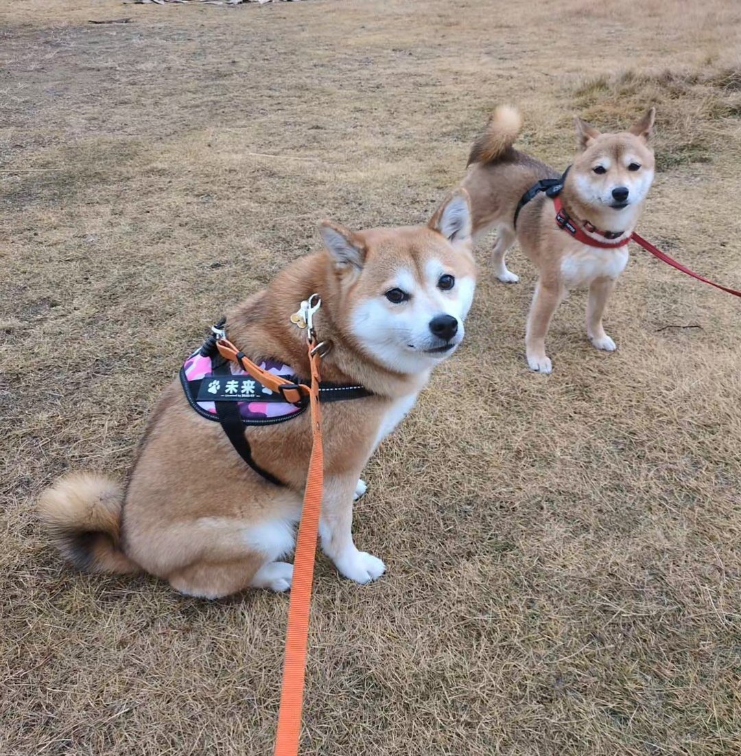 ★柴犬★福雀 SANTORY×笑点☆未使用•未開封品☆ おはようございます😊 朝散歩🐾で可愛い豆柴さんとご挨拶出来たわん