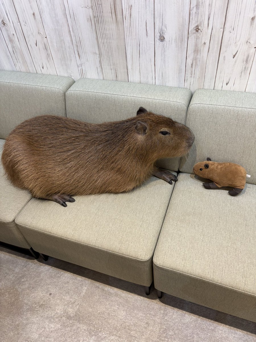 Roy_kero's tweet photo. カピバラさんと触れ合えるカフェ https://t.co/C9YlH1IPRG
