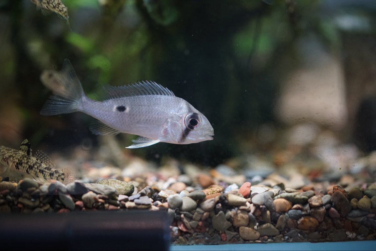 GreenNote777's tweet image. 熱帯魚が更に一便追加で入荷いたしました！
ようやく写真も撮りましたので、徐々に追加させていただきます。
もし宜しければご覧くださいませ。
green-note.info/category/newar…