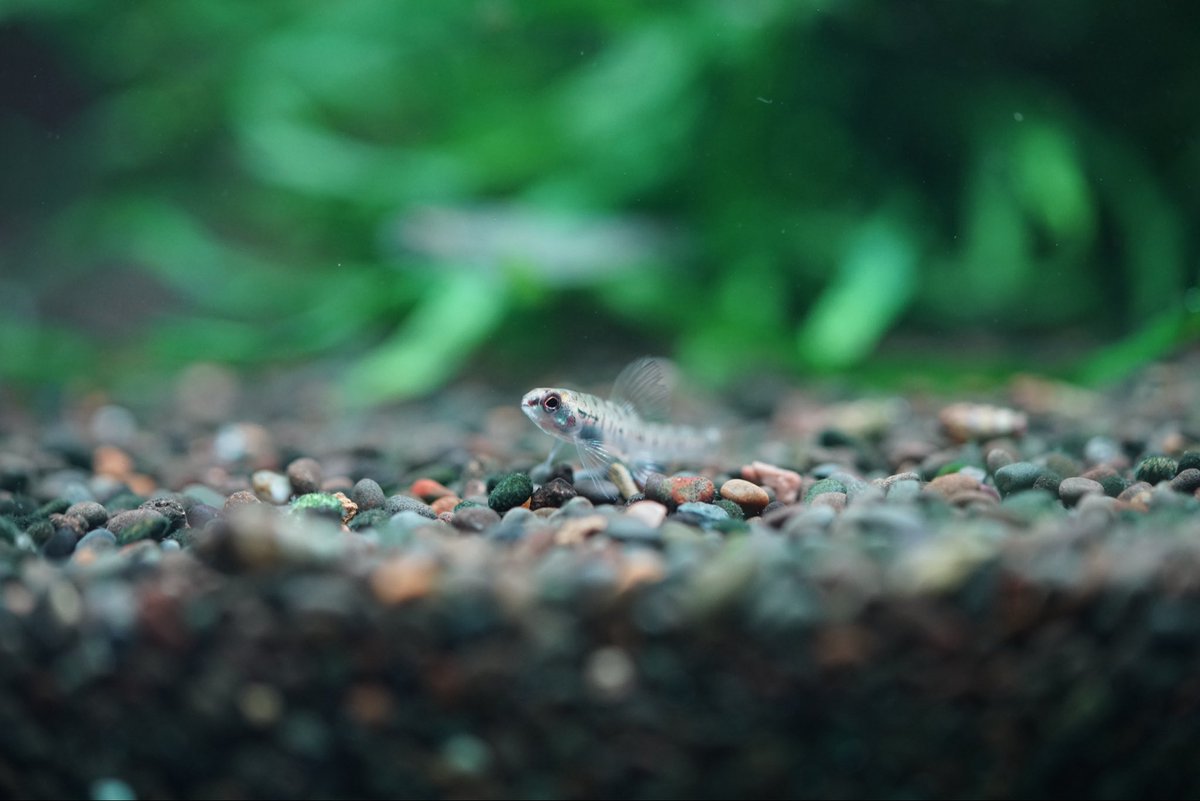 GreenNote777's tweet image. 熱帯魚が更に一便追加で入荷いたしました！
ようやく写真も撮りましたので、徐々に追加させていただきます。
もし宜しければご覧くださいませ。
green-note.info/category/newar…