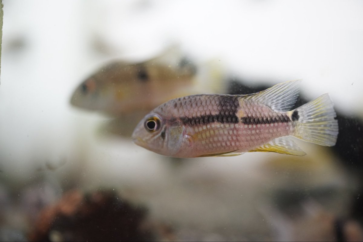 GreenNote777's tweet image. 熱帯魚が更に一便追加で入荷いたしました！
ようやく写真も撮りましたので、徐々に追加させていただきます。
もし宜しければご覧くださいませ。
green-note.info/category/newar…