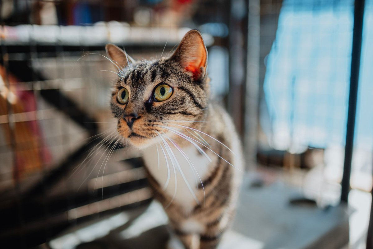 AHSOKA would like to stage a jailbreak. This shy girl is now READY for a home, and greets us at the door with her paw through the bars.

Who in #Tucson can let this four-year-old out of prison!? Chipped, wormed, vax'd.