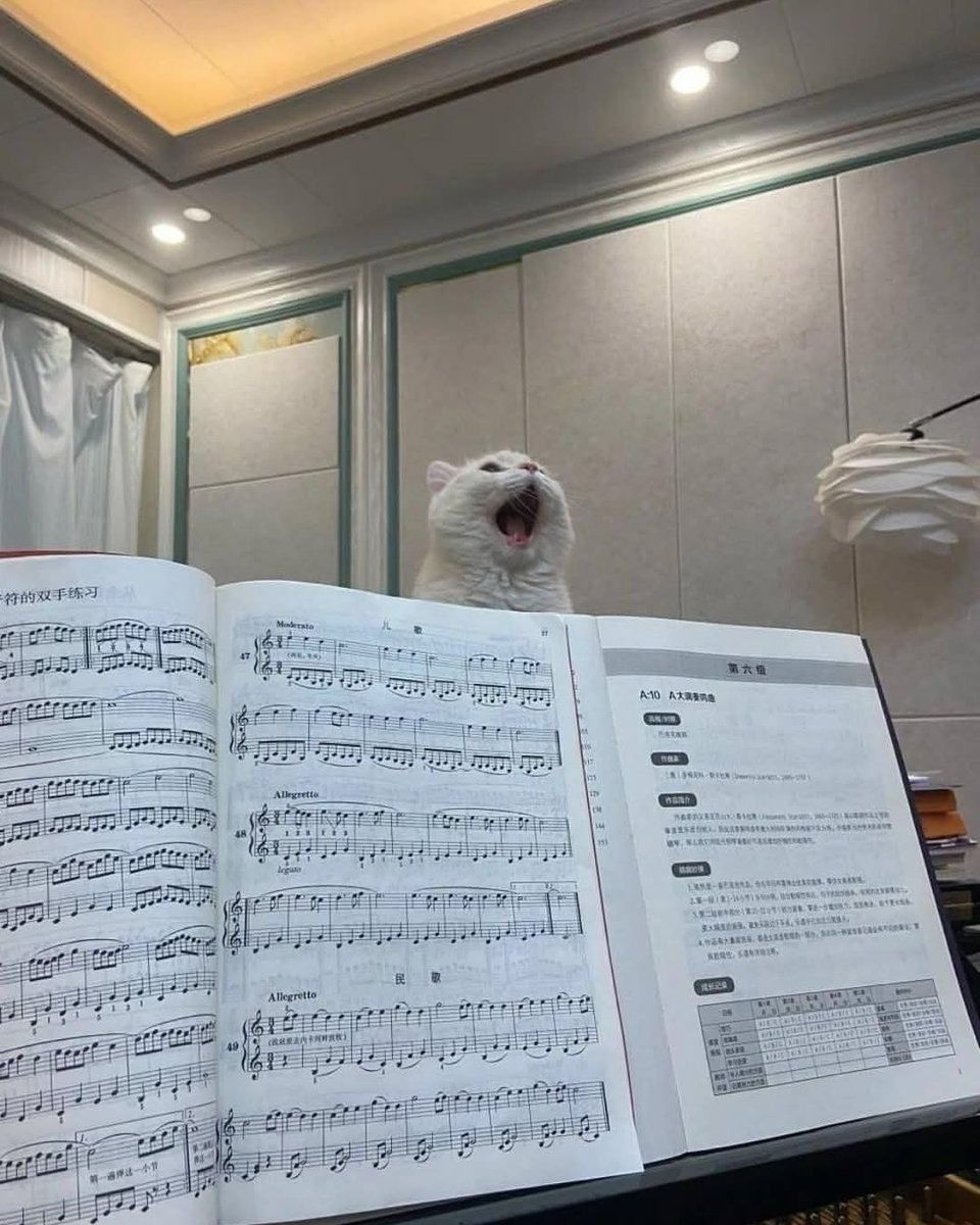 smol silly cat tweet media