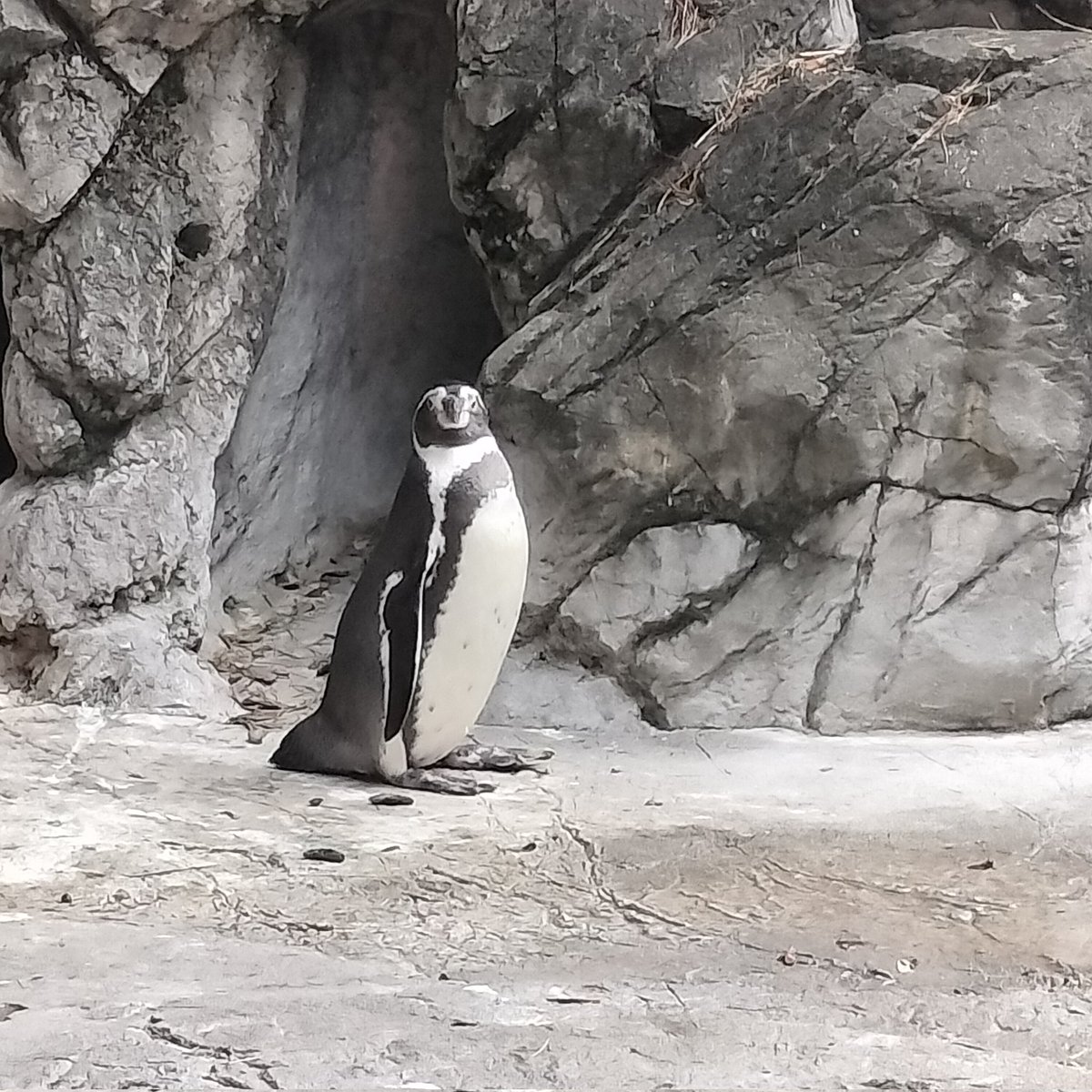 awatenaix2's tweet photo. ペンギンを覗く時、ペンギンもまたこちらを覗いているのだ https://t.co/QHHdjSWLRj