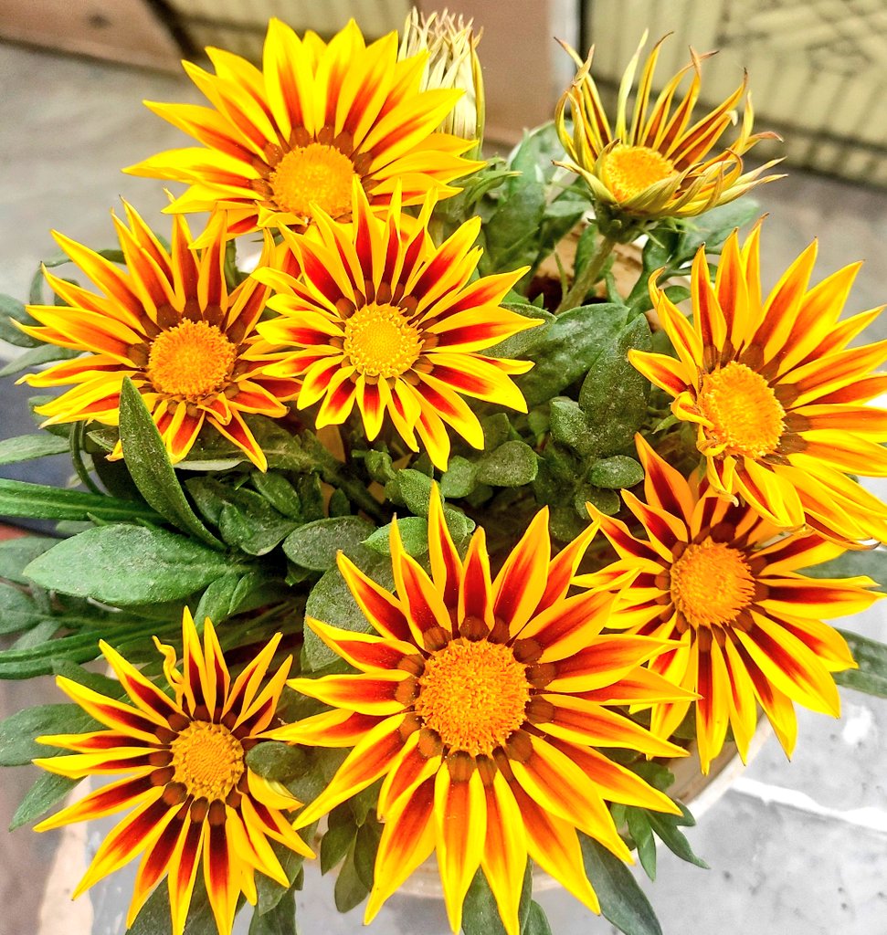 अच्छा वक़्त बड़ा ईमानदार होता है,
    उससे अदब से पेश आओगे तो,
     बुरे वक़्त को आने नहीं देगा।।
Good morning dear x freands