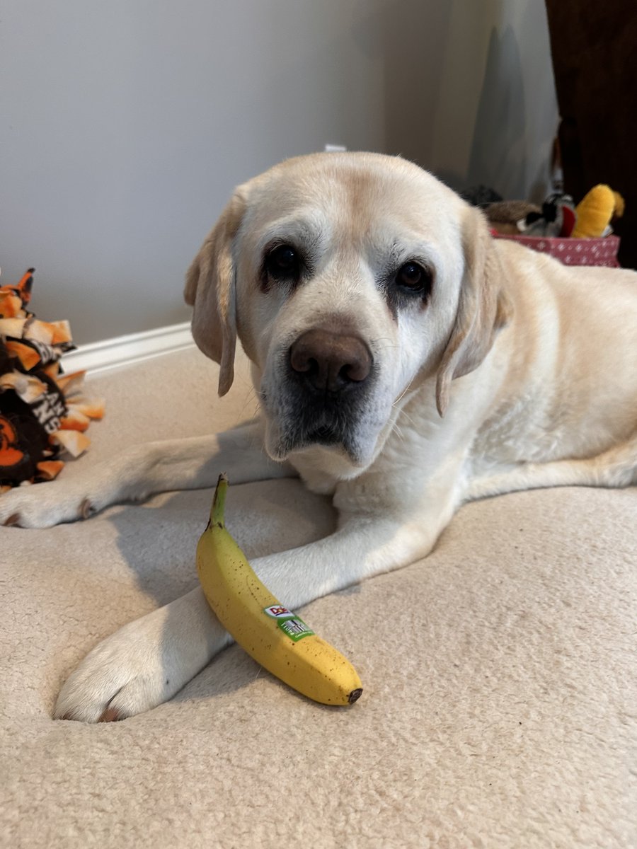 xvermonter61's tweet image. We miss you Azlan and love you! 💔 #BananasForAzlan #DogsofTwitter
