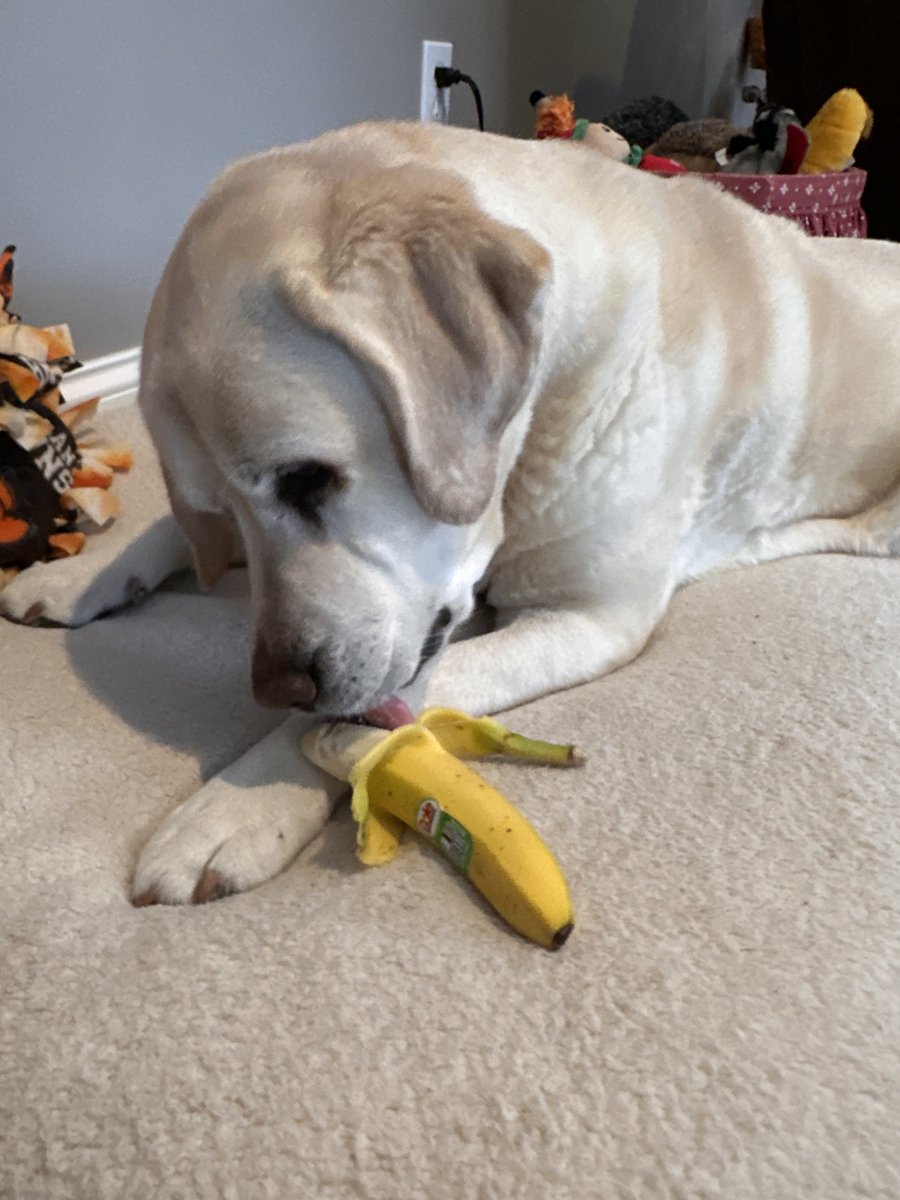 xvermonter61's tweet image. We miss you Azlan and love you! 💔 #BananasForAzlan #DogsofTwitter