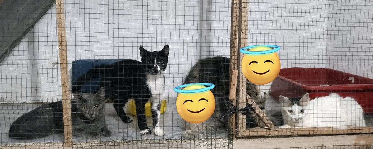 fixonegi's tweet photo. OPEN ADOPSI !!

Kitten umur 5-6 bulan. Free aja yang mau dom surabaya yaa https://t.co/ajvOMqXJzj