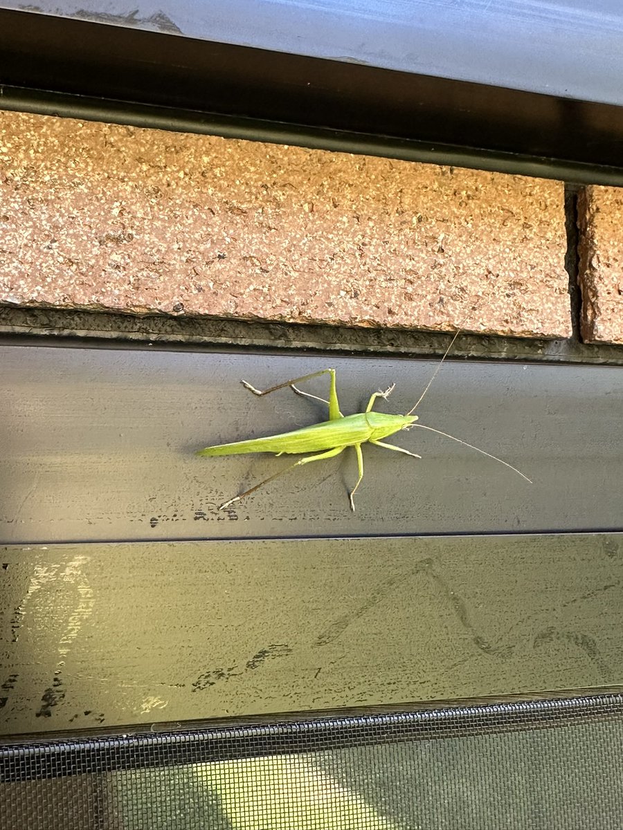 風来坊。 tweet media