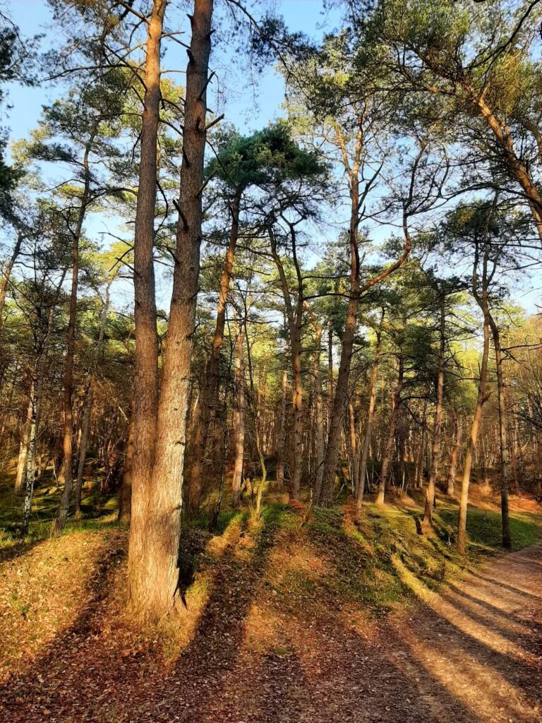 palblog's tweet photo. Nederland: Het bos in december, Posbank, Gelderland https://t.co/qUqfrqYgYn #bluegreenred #december #dutch_captures #gelderland #gelderlandinbeeld #gelderslandschap https://t.co/iKwBB65VkH