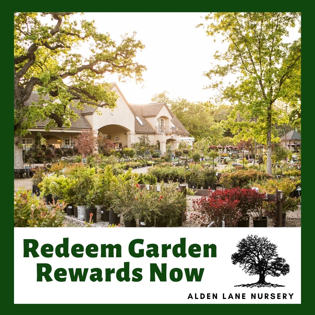 There is still time to use your Garden Rewards before the end of the year. Pick up some gifts (maybe even for yourself)!