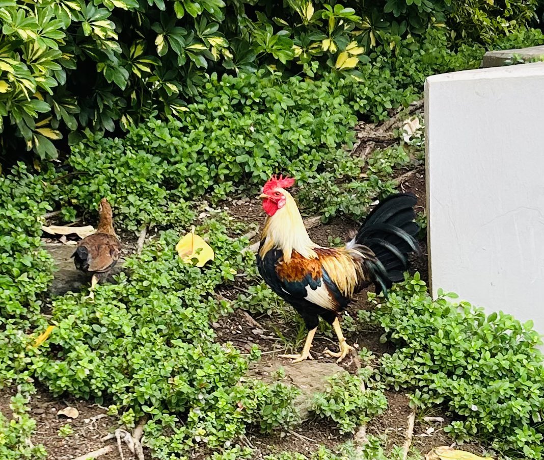 Aloha and welcome #theRuffRiderz from the #ChickensOfHawaii. 

#TheFastAndTheFurriest