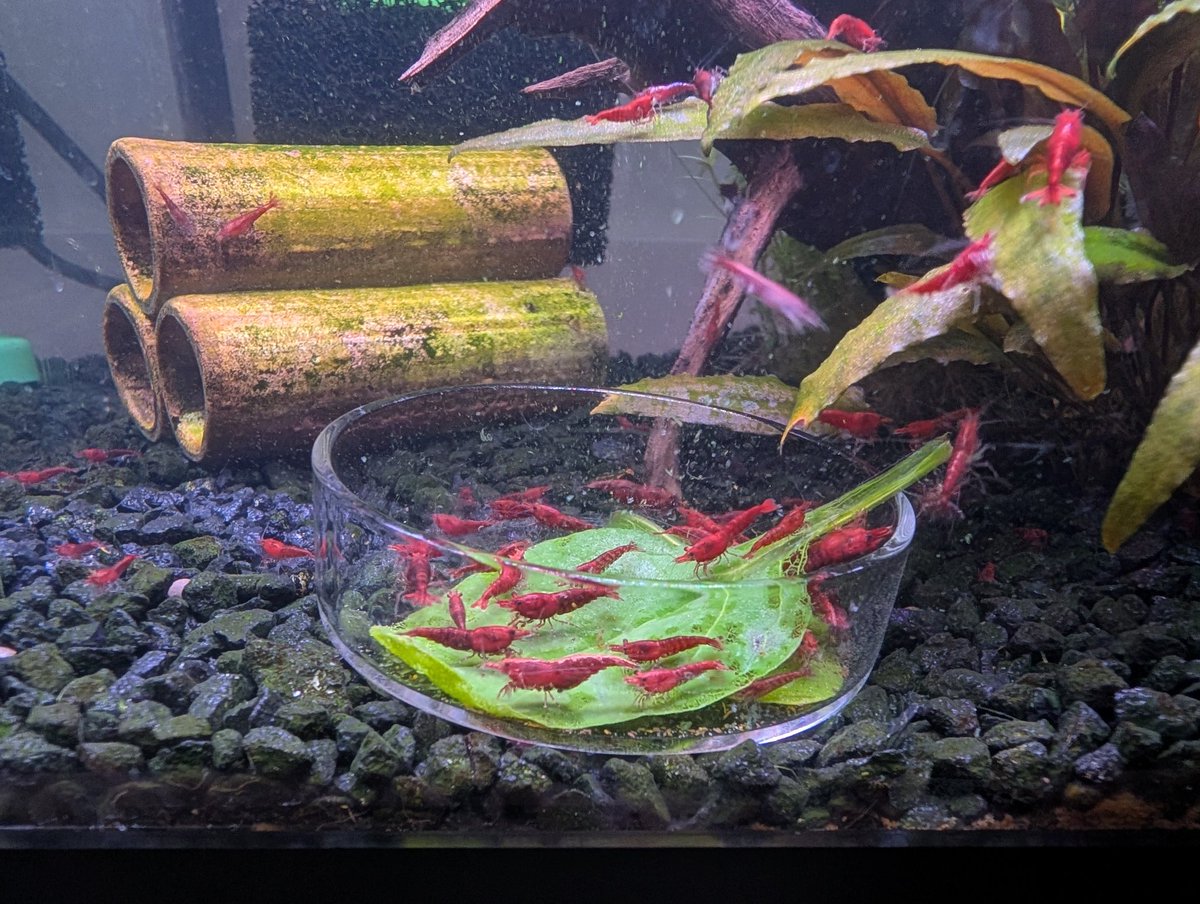 boba yubi @ #ITLOnline2026 tweet media