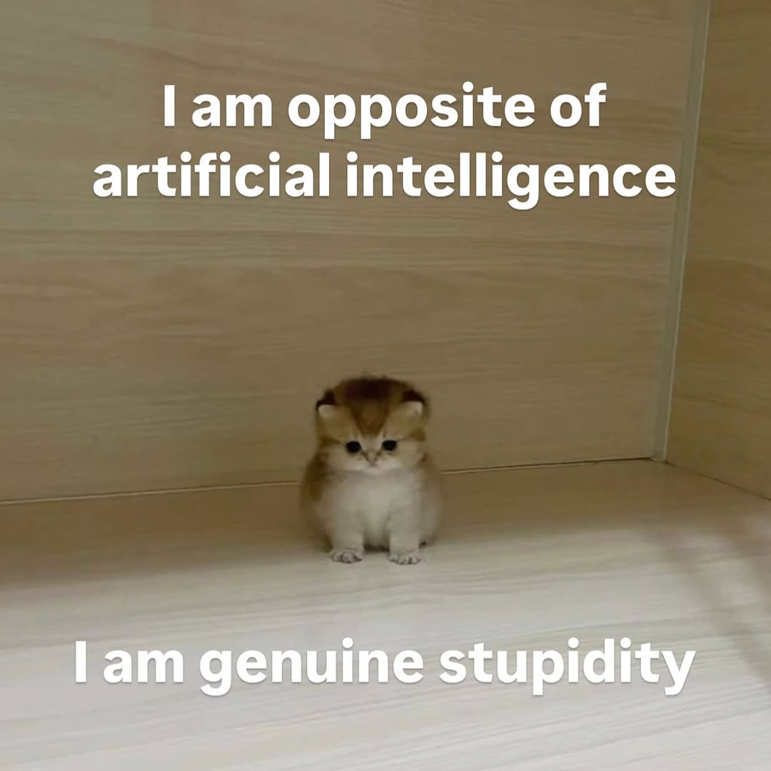 smol silly cat (@catsillyness) on Twitter photo 