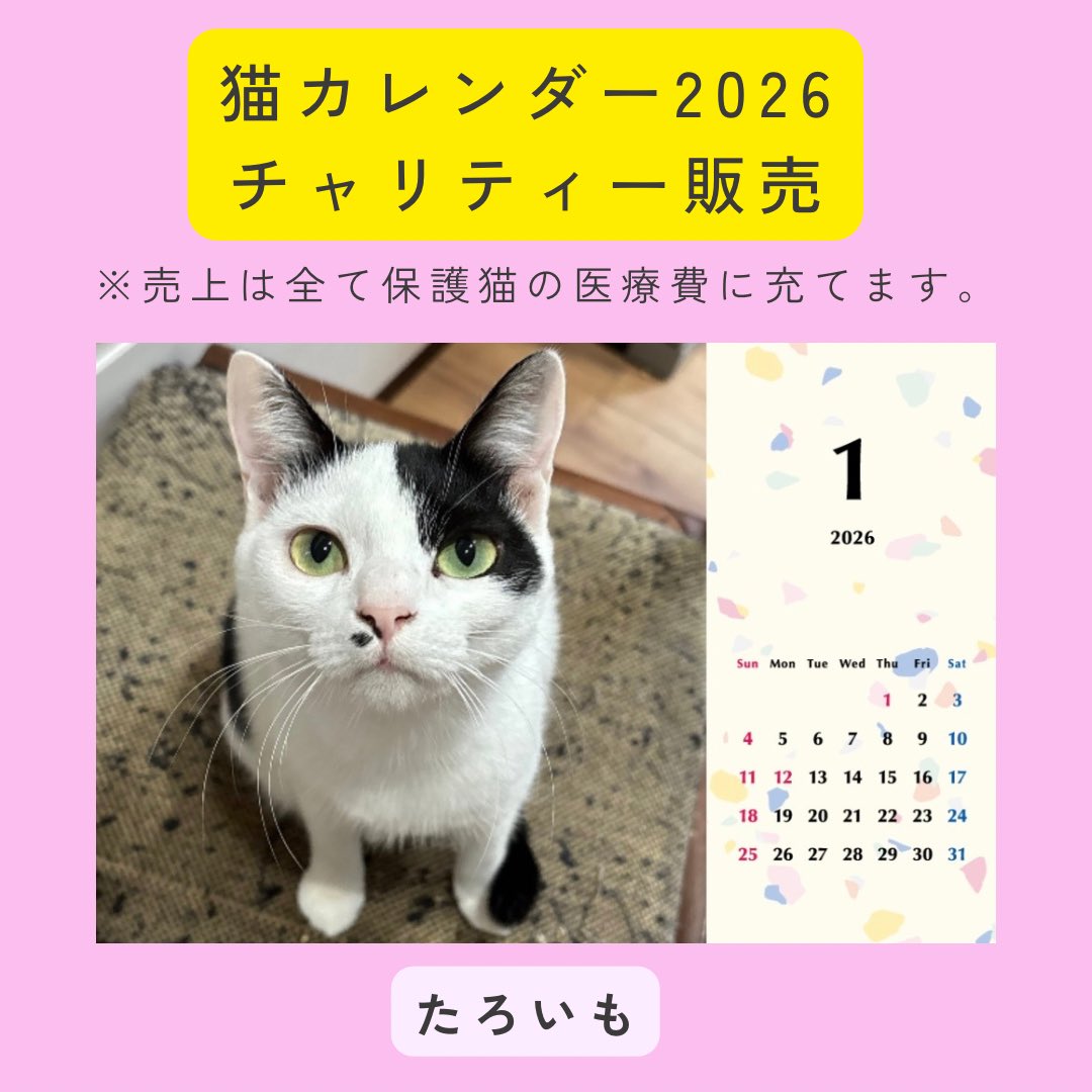 aims2koz's tweet photo. 【カレンダー販売】
お待たせしました🌟たろいもの2026年カレンダーを販売します🐾
大人になったたろちゃんonlyのカレンダーです❣️
ハガキサイズの卓上カレンダー📅カレンダーについて詳しくはURLをご覧ください🐈売上は全て保護猫の医療費・フード代に充てさせていただきます
https://t.co/rtSad0K1yj https://t.co/J4UBNdfaKb