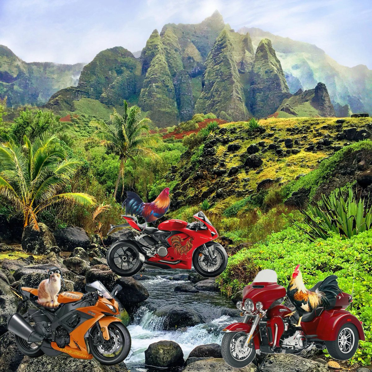 Having a great Christmas ride in Hawai'i with #theRuffRiderz and #TheFastAndTheFurriest! Thanks to Fergus <a href="/Matt_Ironstone/">Fergus McTabby 🐈</a> for airlifting our bikes from O'ahu to Kauai. 

#freerangechickens #PeckinIsLivin #hedgeriderz