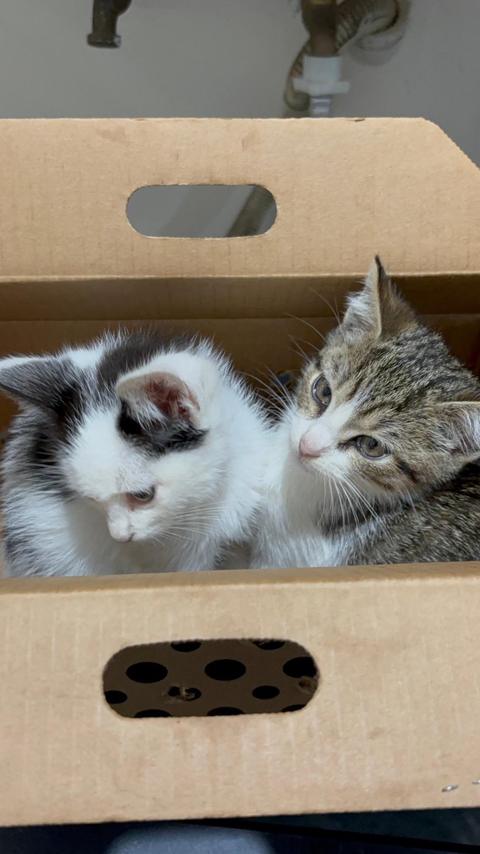 Mi hija encontró estos gatitos y les busca casa.
Están en Heredia.