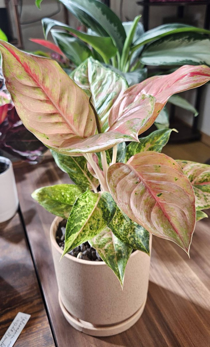 おはようございます アグラオネマ ナイトスパークル #Aglaonema #Night