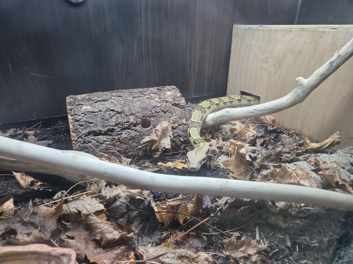 FortunePayback's tweet photo. Never really share my pets, but I built a new enclosure for my boa constrictor last month! Just took getting ahold of someone to cut me some glass, but Pelessaria has finally moved into her new home today! https://t.co/kQXp2SAN2w