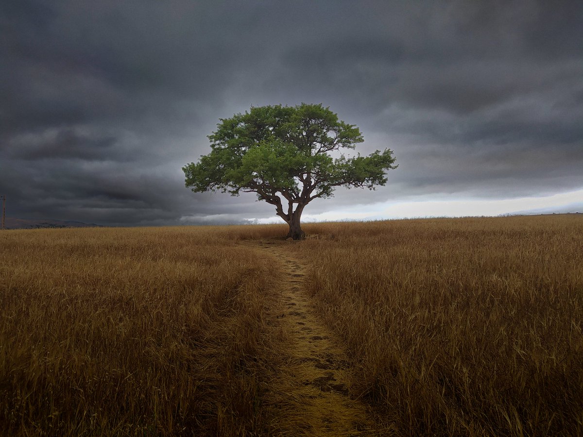 QishlaQ_'s tweet photo. #landscape #Cloud #wtf #tree #photography #war #RainyDays https://t.co/Ac4jKYAC3D