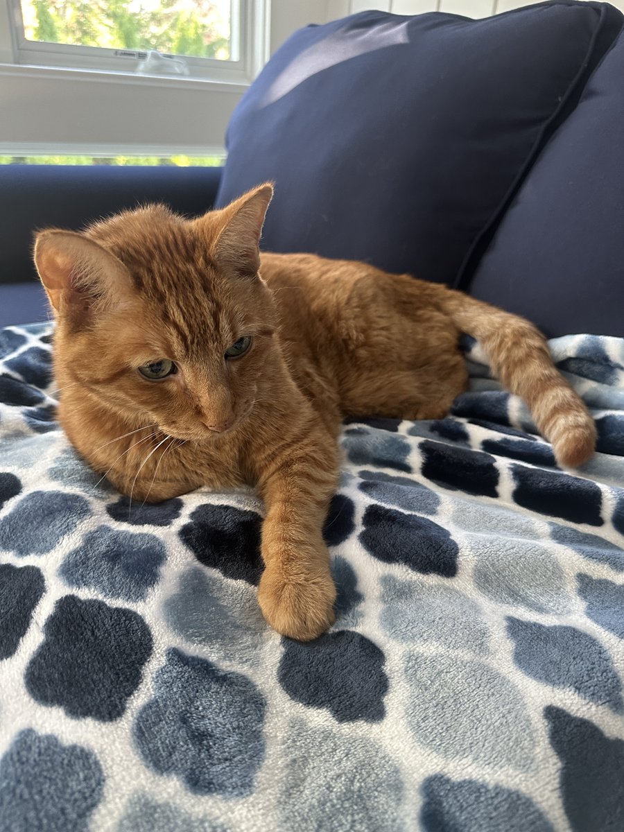 artillatron's tweet image. Goodbye Max, you were my best buddy for 19 good years. Rest easy pal, I love you.