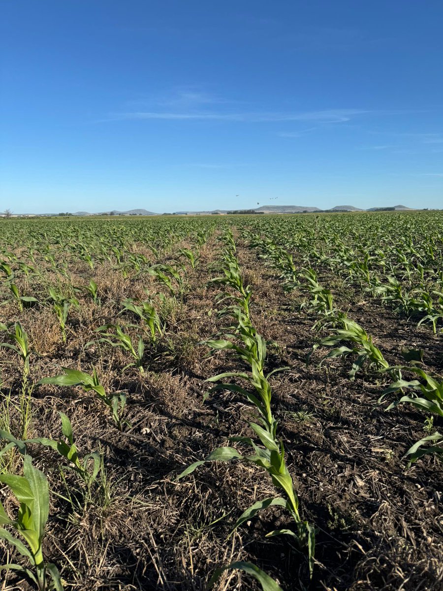 🤠 <a href="/Nicelli_Fran/">Francisco Nicelli</a> 
📍 Napaleofu, prov. Buenos Aires 
🌽 LT 720 
Recorrida para ver controles post emergencia. 
57mil/ha

<a href="/LaTijeretaMaiz/">La Tijereta Maíz</a> | <a href="/Bayer4Crops/">Bayer | Crop Science</a> 

#SomosAGRONOMIA