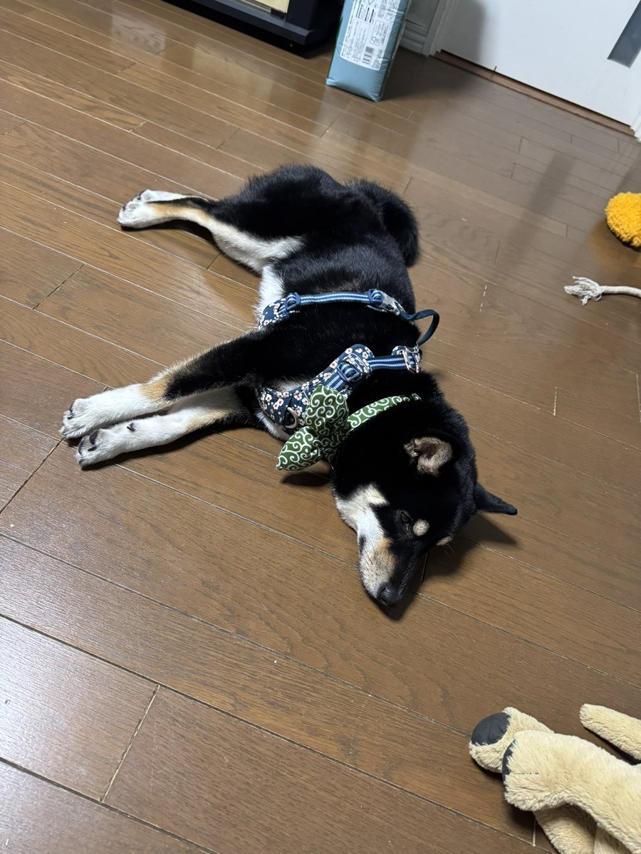otake621's tweet photo. 秋田までの長旅ご苦労様🐶

途中寄ったSAのドッグラン。
平日の昼間なんて誰もいるわけもなく、飼い主と2人で走り回りーぬ。
走り方がピョインピョインしてるんだよなぁ…もっと犬らしく走ってほしい🤔 https://t.co/iBvV0Zvlqn