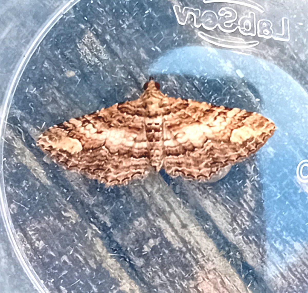 sean clancy tweet media