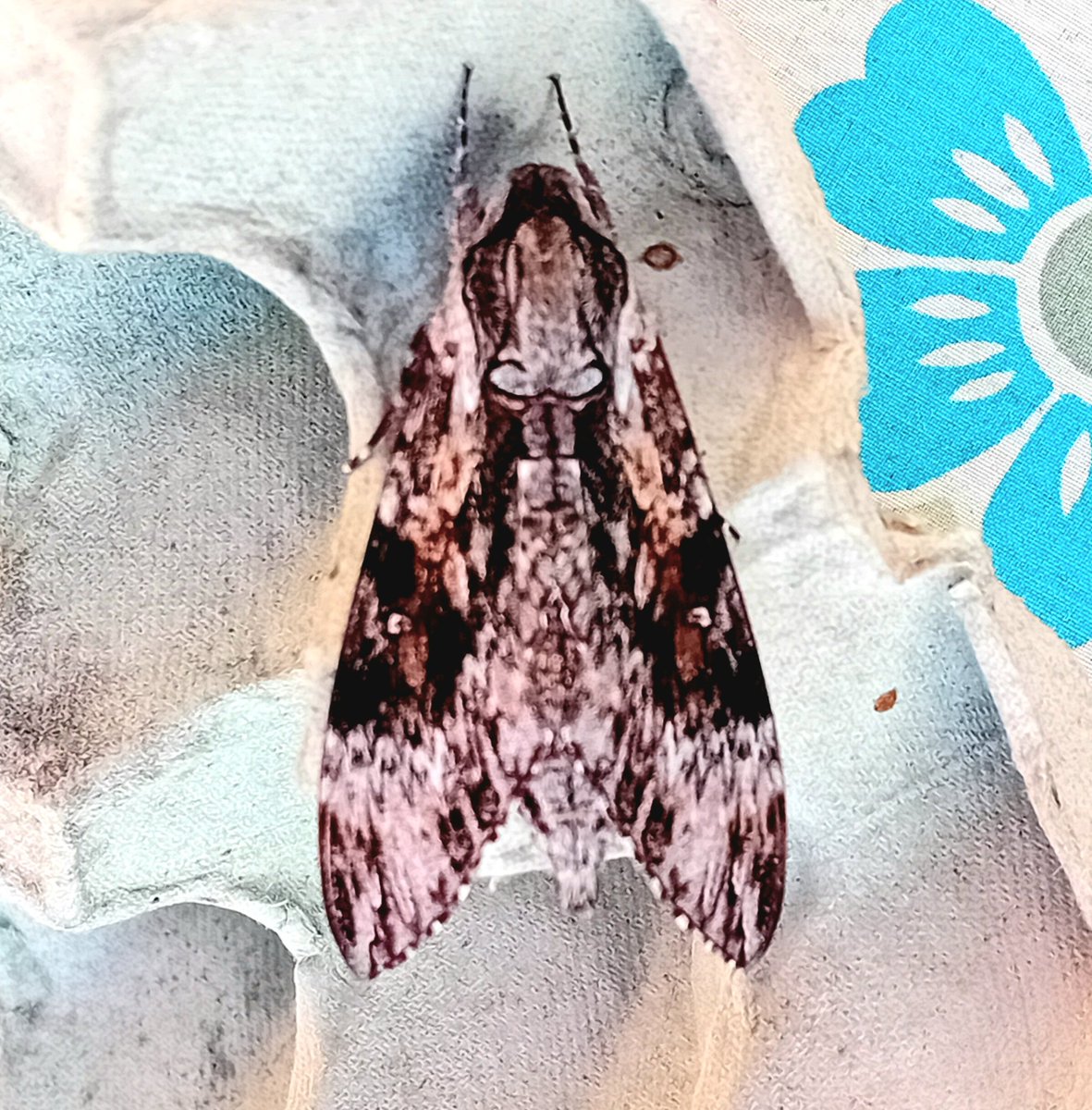 sean clancy tweet media