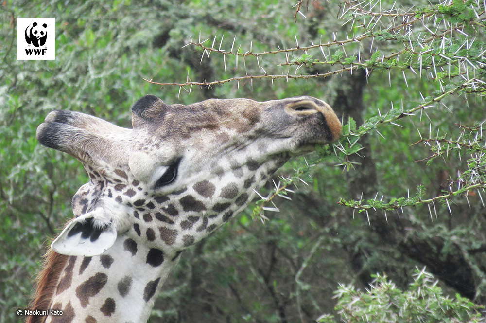 PANDA LOVE♥️ (@PANDALOVE0612) / Posts / X