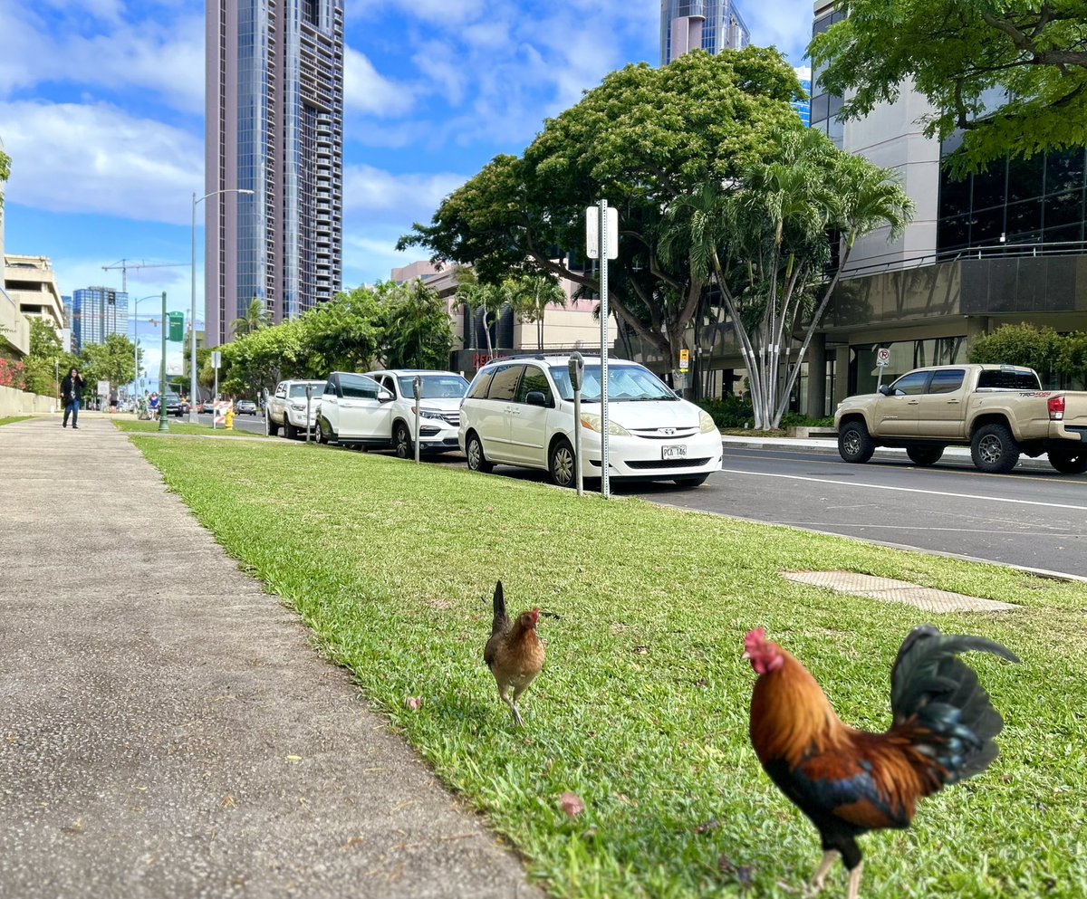 <a href="/JackRussellBro2/">Jack Russell Brown</a> One of my favorite pecking grounds! I live about two blocks away but sometimes I cross the road. 

#theruffriderz #ChickensOfTwitter #DowntownHonolulu #UrbanChickens #TheFastAndTheFurriest
