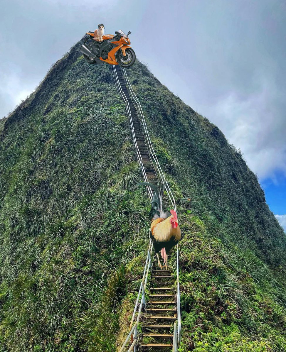 #TheRuffRiderz 

I don’t think we’re supposed to be up here! Didn’t they close the Haiku Stairs?