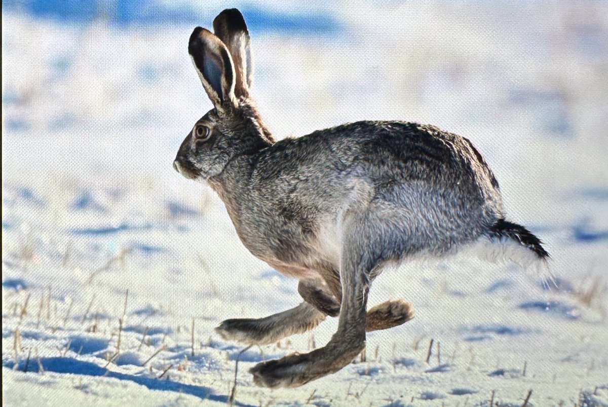 Bugün Kars ve Ardahan’da yaban hayatı turumda harika ötesi canlılarla karşılaştım. Günün türü ise Sarıkamış’ta 2000 rakımlı Sarıçam ormanlarını mesken tutan kızıl sincaplar oldu. Şimdiden söylüyorum bu sincaplar bağımlılık yapabilir🍀
#DoğayaKanatAçtık