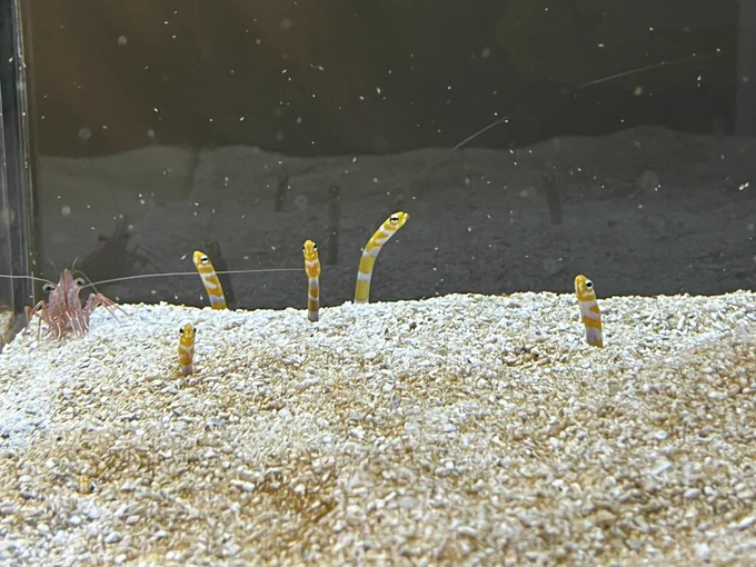 アオアオいってきた 水草やコケの雰囲気がとても良く、ちいさな生き物たちが草をつついたり隠れたりしているのをずっと見ていられた