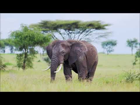 IndieByChoice.com tweet media