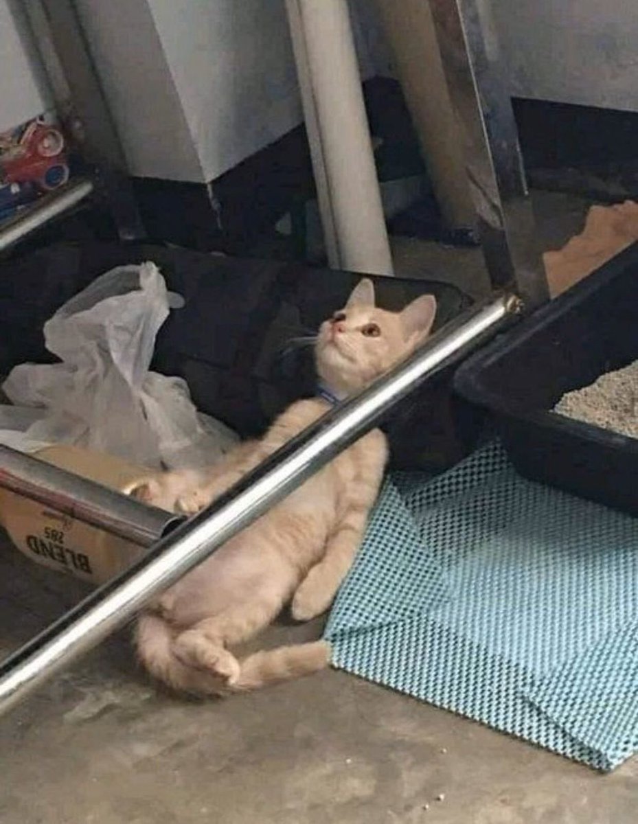 тиха tweet media