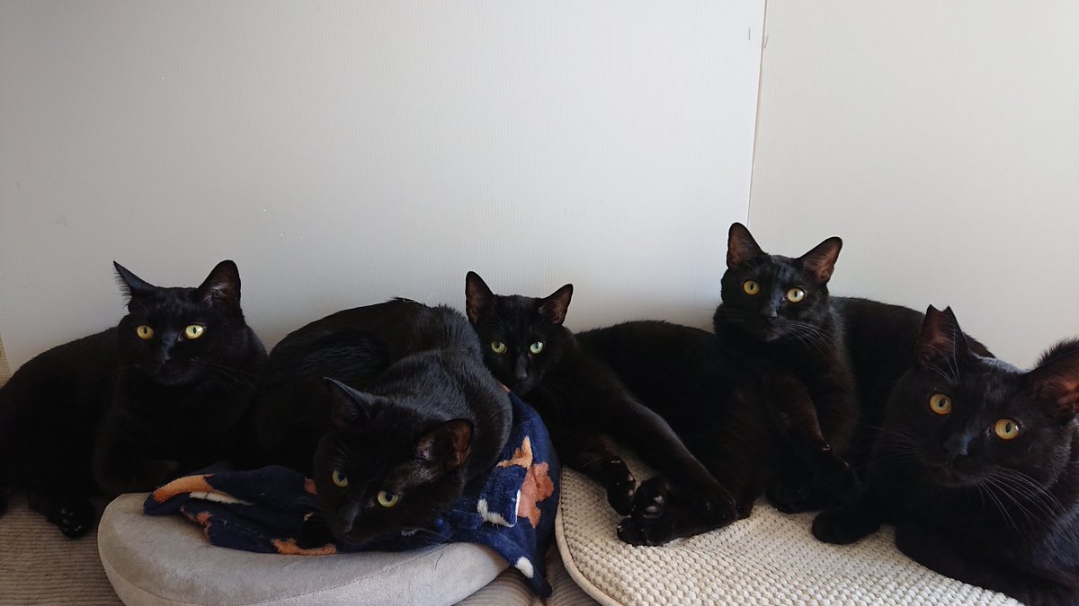 黒猫一家🐭 (@arca20220921) / Posts / X