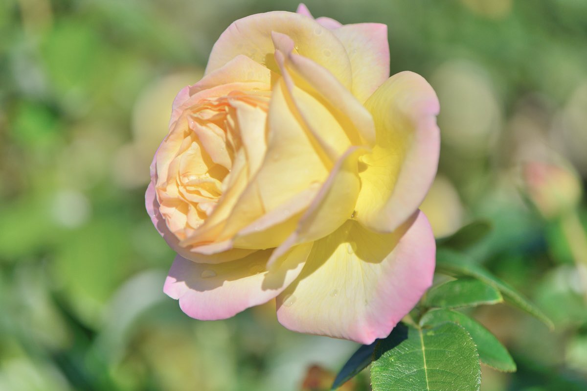 おはようございます