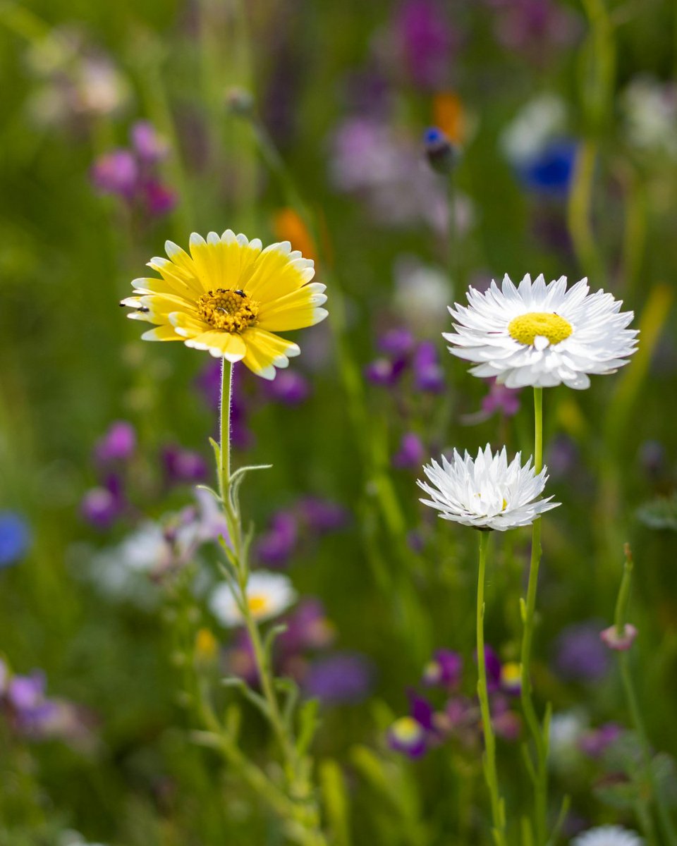 みわみわ(♡❛ ֊ ❛„)ノ🎄🎁✨ (@miwa_3739) / Posts / X