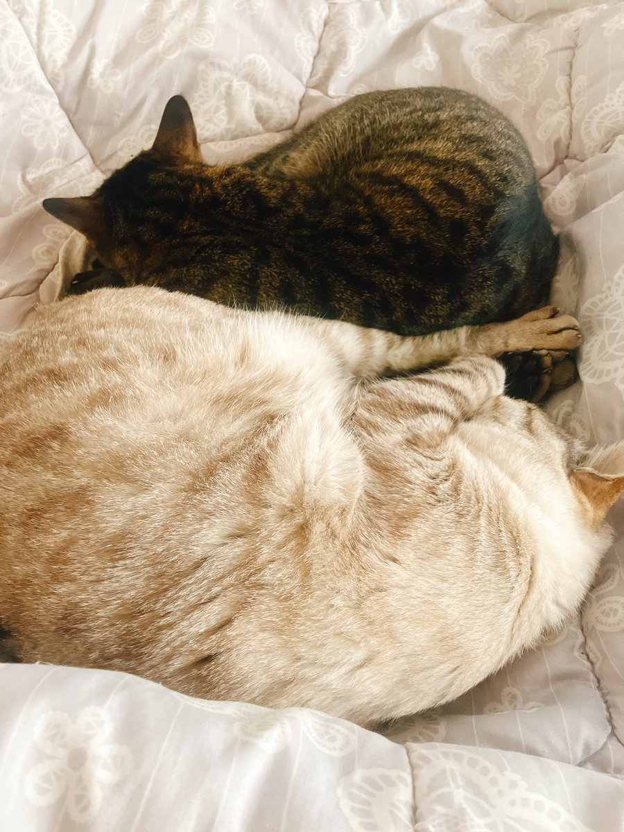 今日はお寝坊さんだね
#猫 #猫のいる暮らし