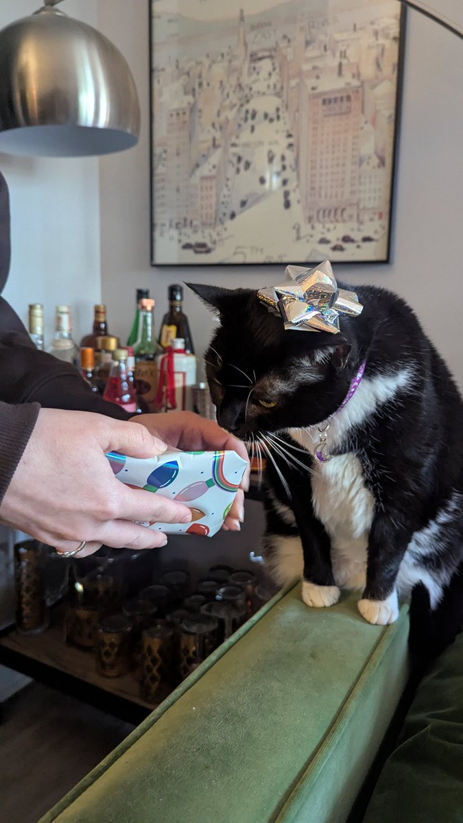 HellcatSpangle's tweet photo. The 4 stages of grief 🐈 https://t.co/6qKS6UmDZd