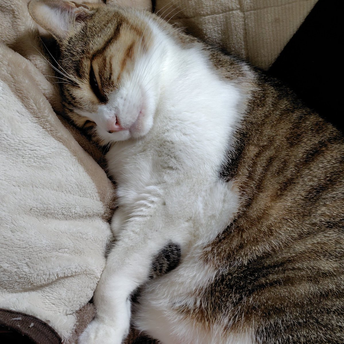 のぶりん (@Nana7Poirot1) / Posts / X