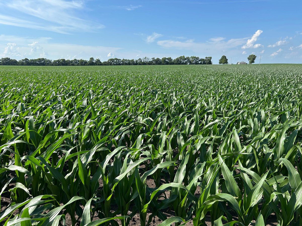 Bumper Crop tweet media