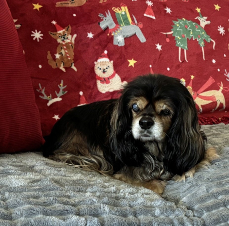 Hi I'm Marigold living in Dallas, TX. I was living on the street but not too long- someone took care of me once. They're not sure how old I am but I'm definitely able to wish you a happy #seniorpupsaturday 
I have all my teeth and don't need ❤️ meds! Cavalierrescueusa.org