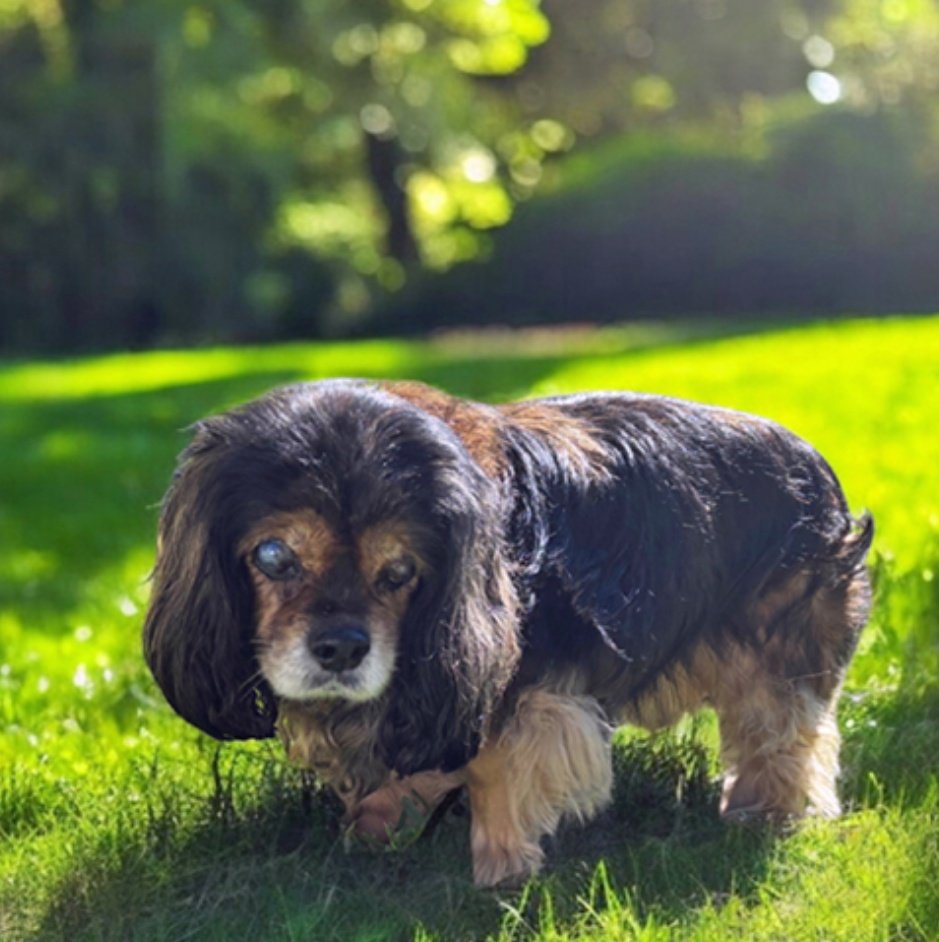 I'm blind but I have an excellent spaniel nose. I can sniff my way around the house and love to sniff around the yard.