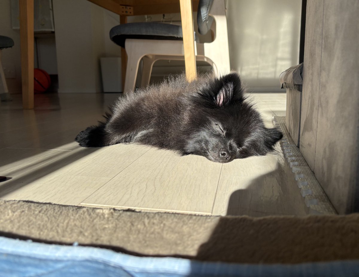 黒ポメラニアンのぷーちゃん (@phoochannel) / Posts / X