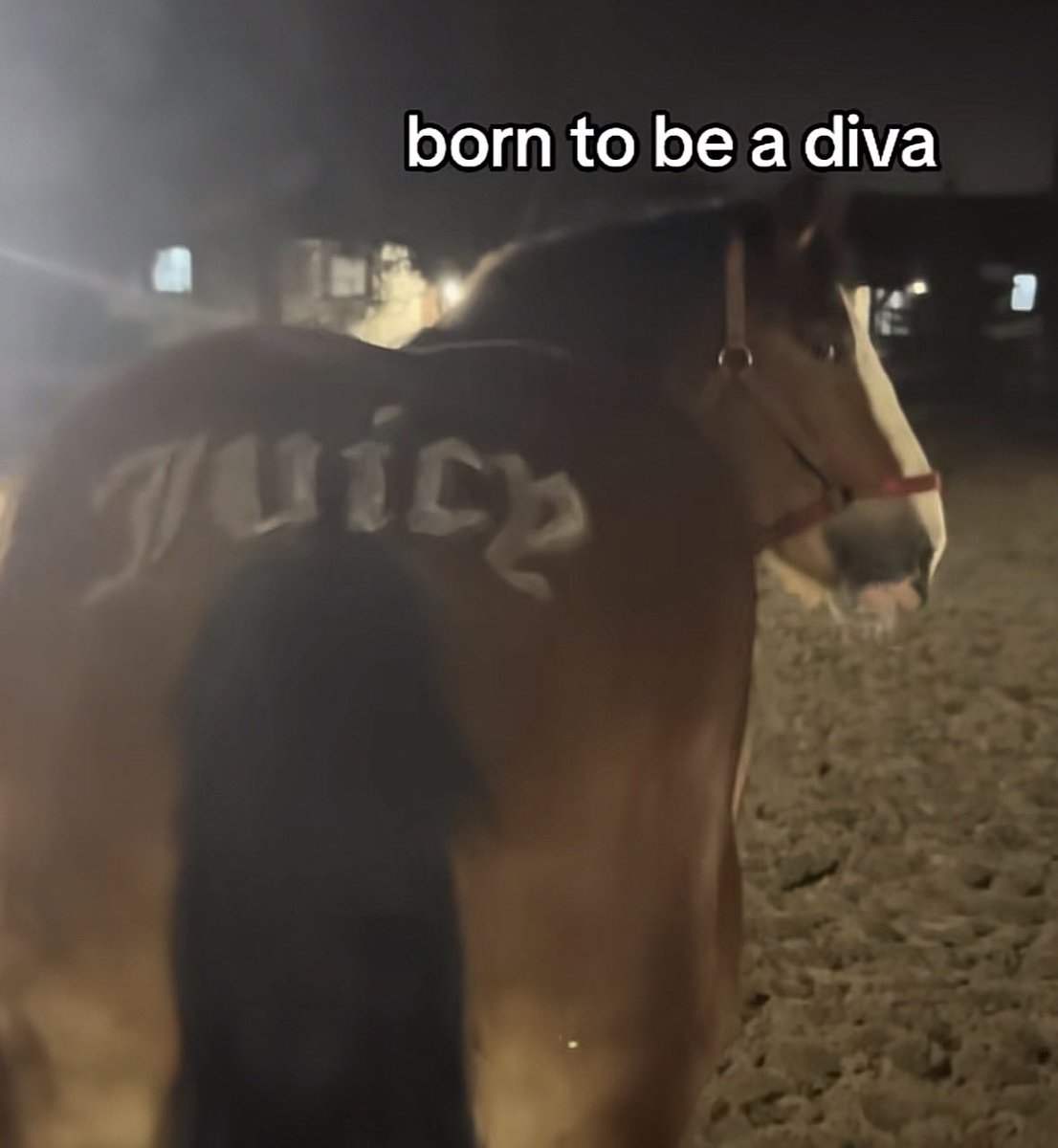 horse (@horseimage) on Twitter photo 