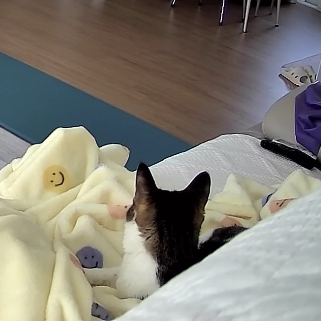 예삐 여기서 잤나봐
좀만 기다려 뽀삐야